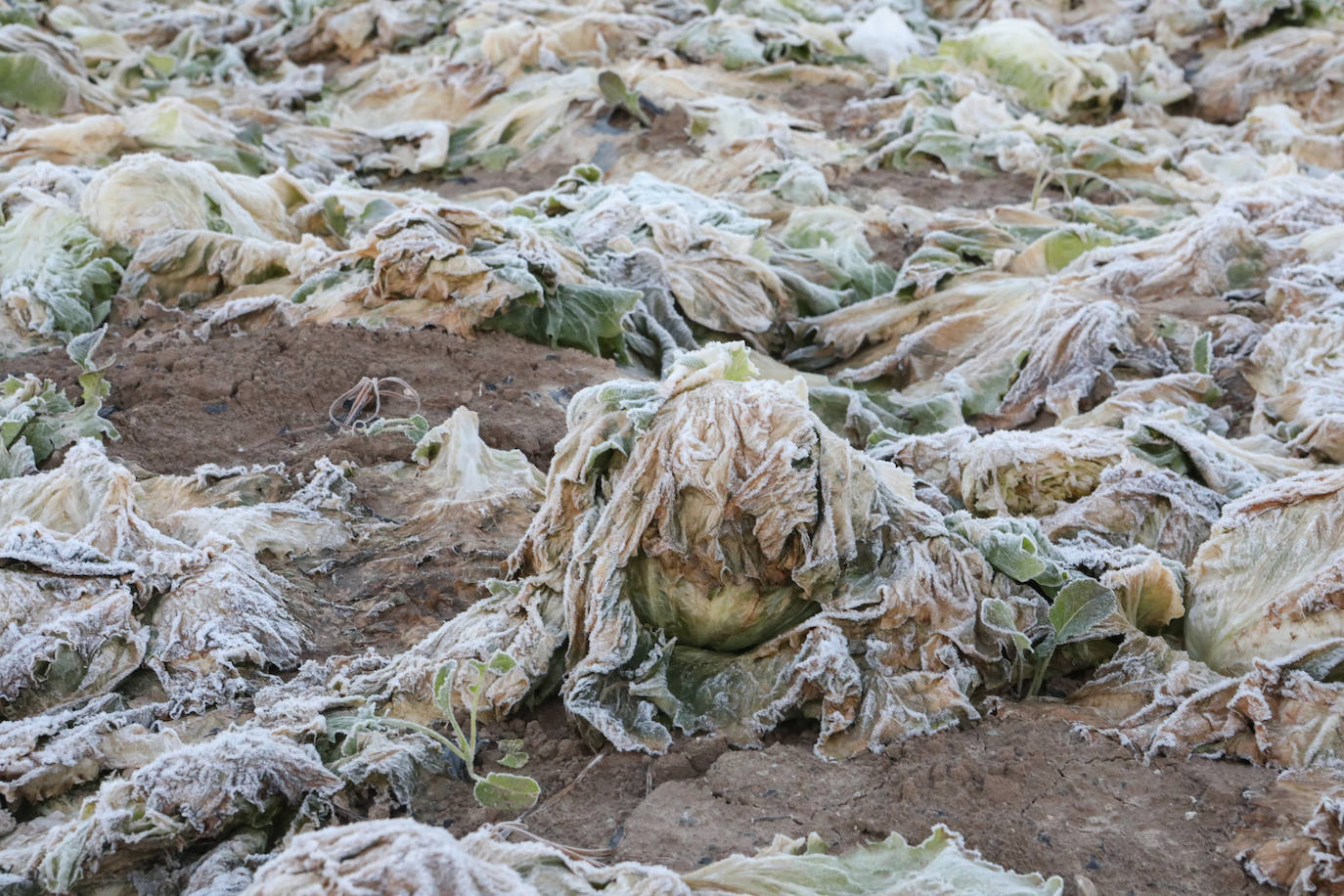 Fotos: Heladas en cultivos de la pedanía lorquina de Campillo