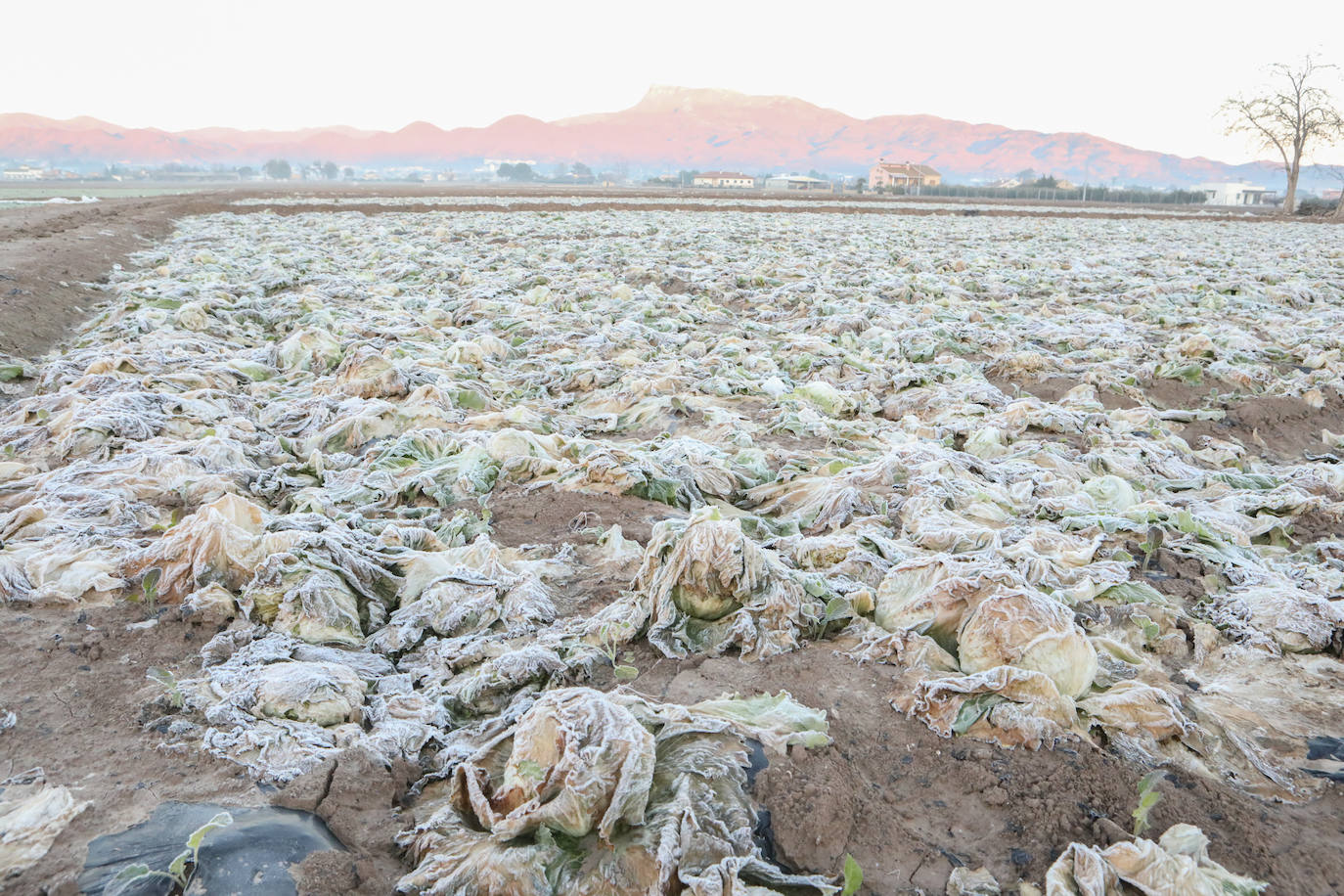 Fotos: Heladas en cultivos de la pedanía lorquina de Campillo
