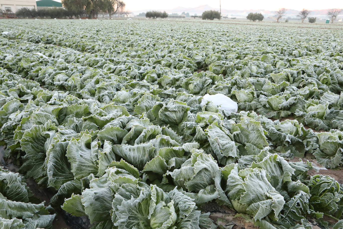 Fotos: Heladas en cultivos de la pedanía lorquina de Campillo