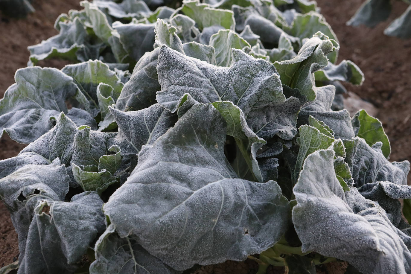 Fotos: Heladas en cultivos de la pedanía lorquina de Campillo