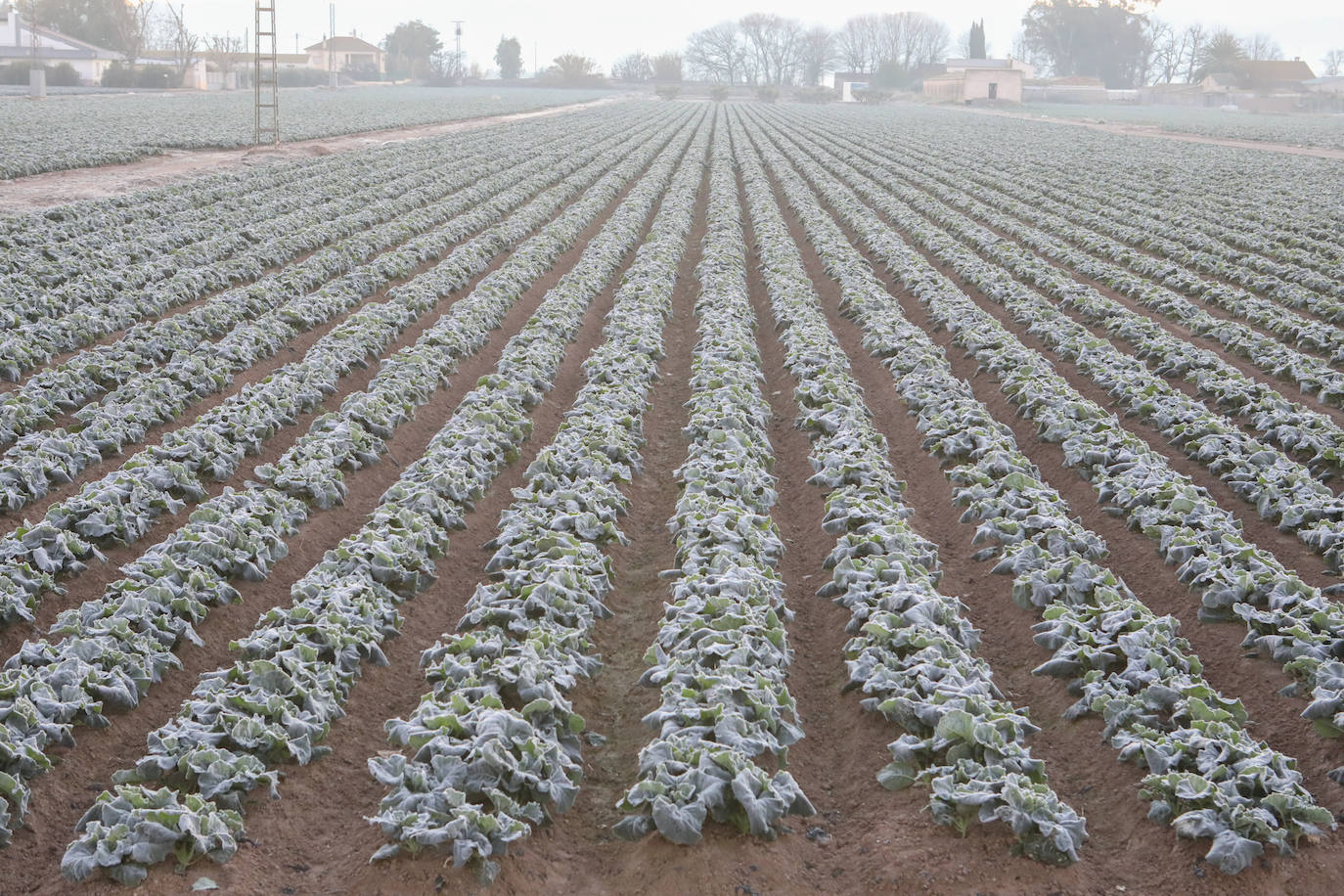 Fotos: Heladas en cultivos de la pedanía lorquina de Campillo