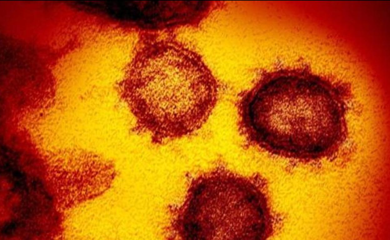 Detectada una nueva cepa del coronavirus todavía más contagiosa que la de Reino Unido