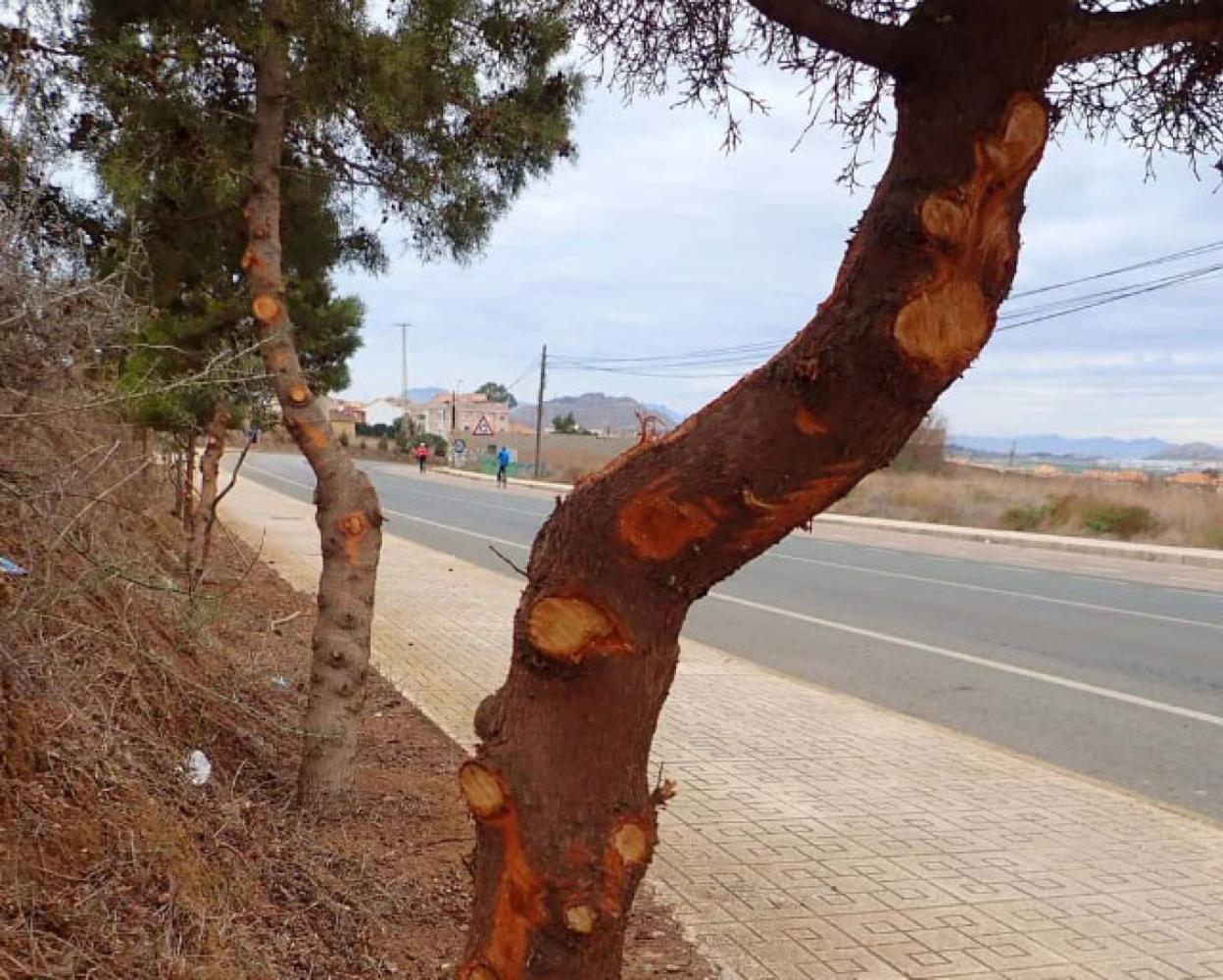 Ejemplar podado en la carretera La Unión-El Descargador. 
