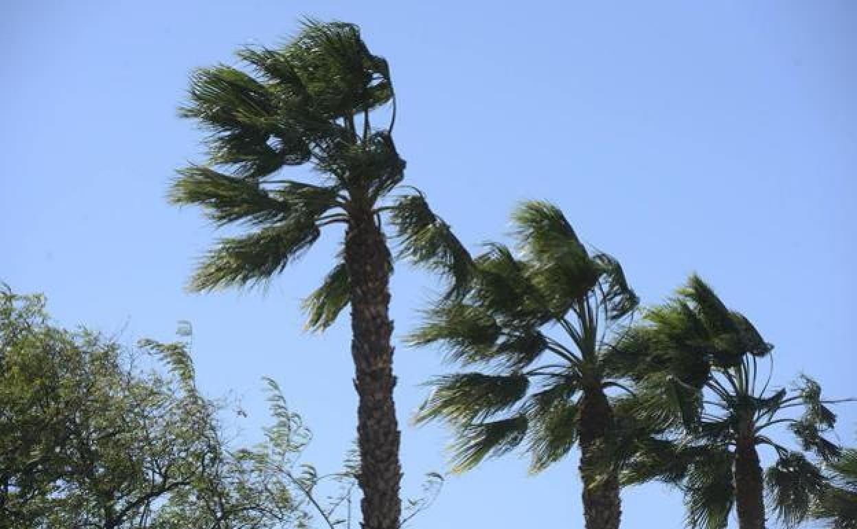 Palmeras del Malecón de Murcia, afectadas por el viento, en una imagen de archivo. 