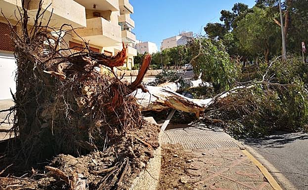 El eucalipto abatido por el viento, este viernes, en Águilas.