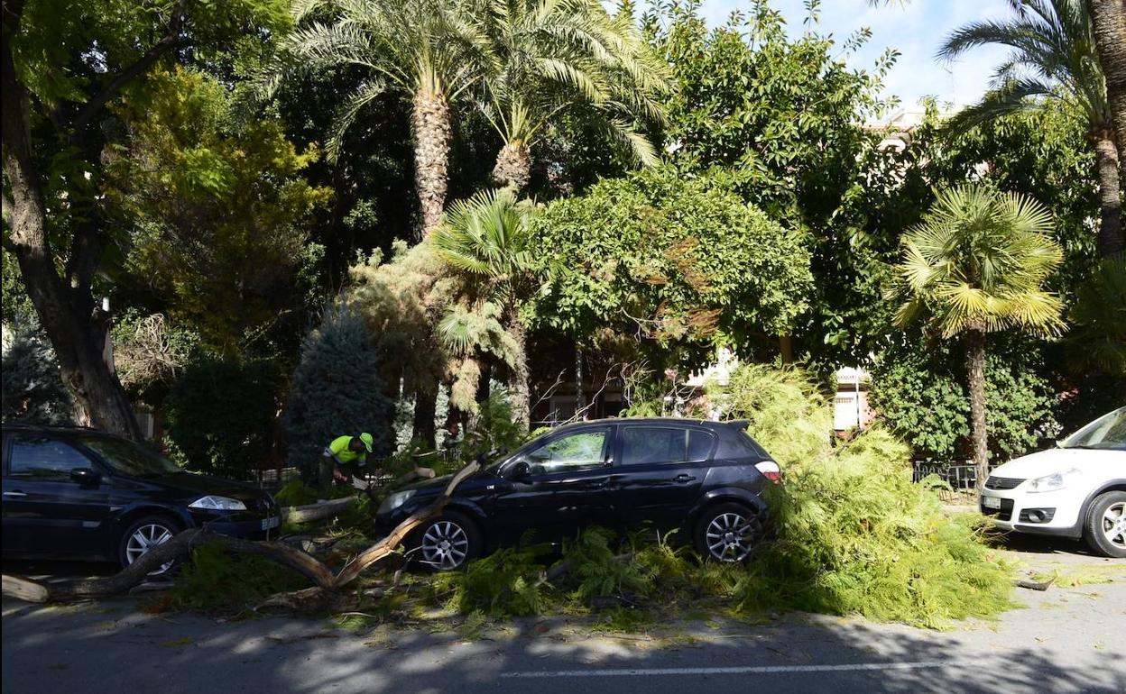 Ramas de un árbol caído por el viento, este viernes, en Murcia. 