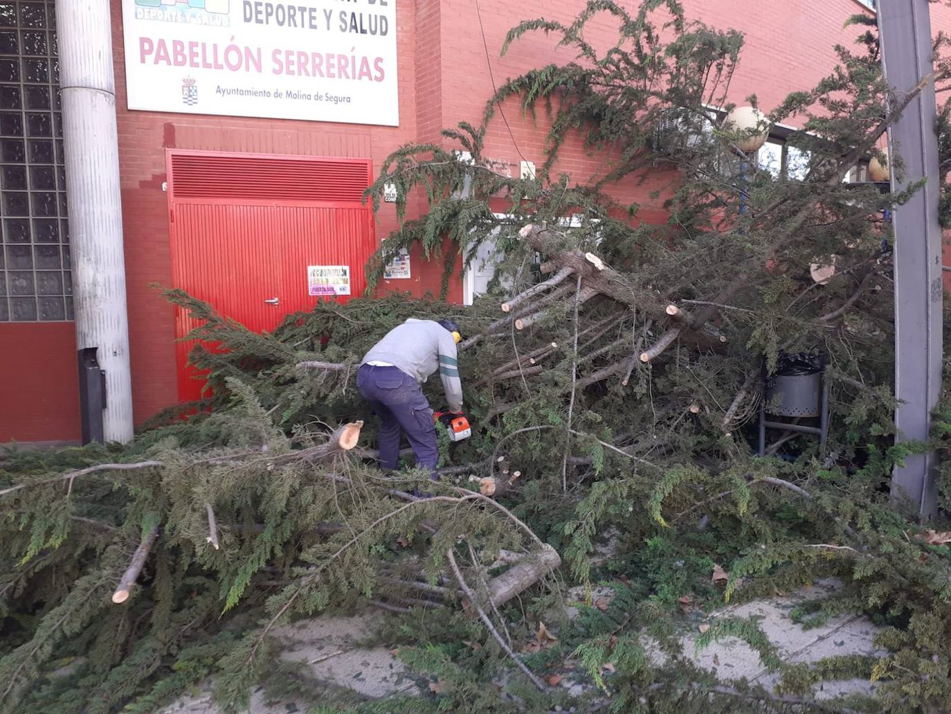 Un árbol caído en la puerta del pabellón Serrerías de Molina. 