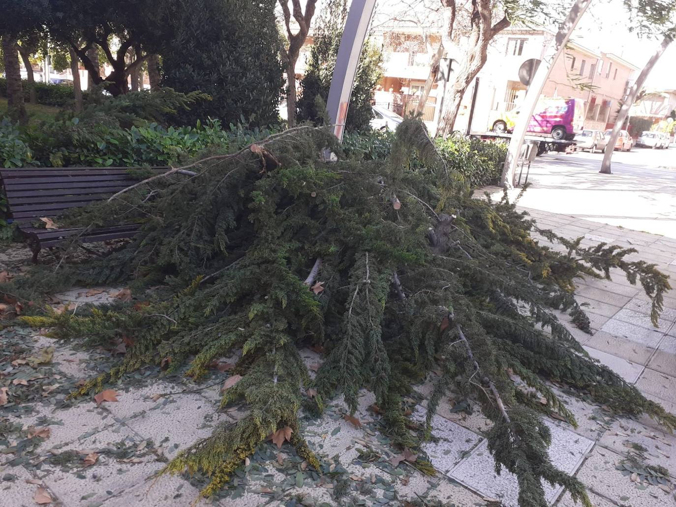 Un árbol caído en la puerta del pabellón Serrerías de Molina. 