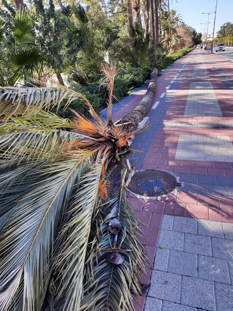 Palmera centenaria del jardín del Palmeral, en Alhama. 