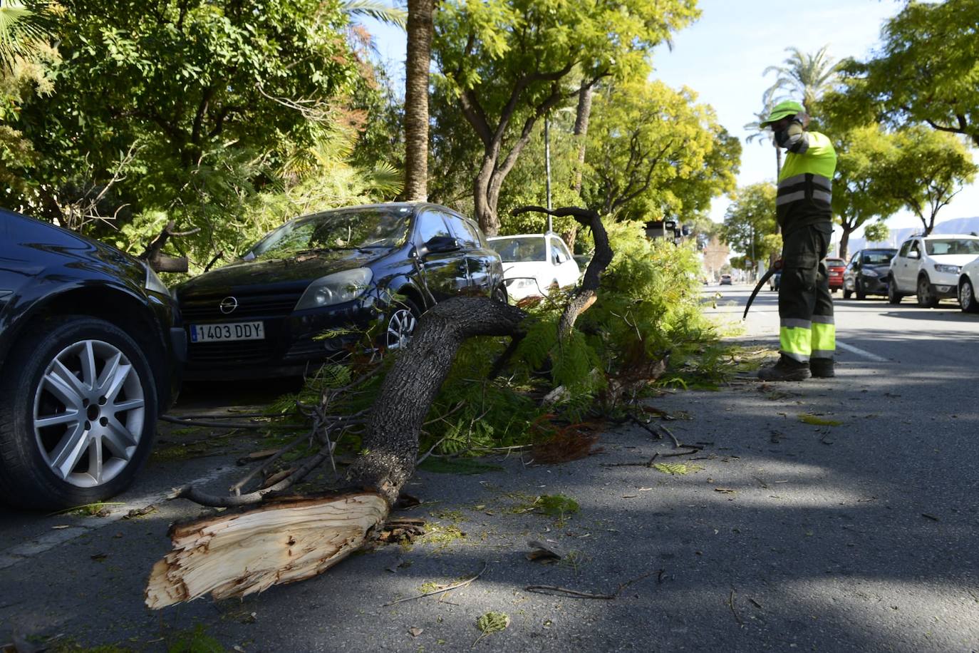 Árboles caídos en Vistabella. 