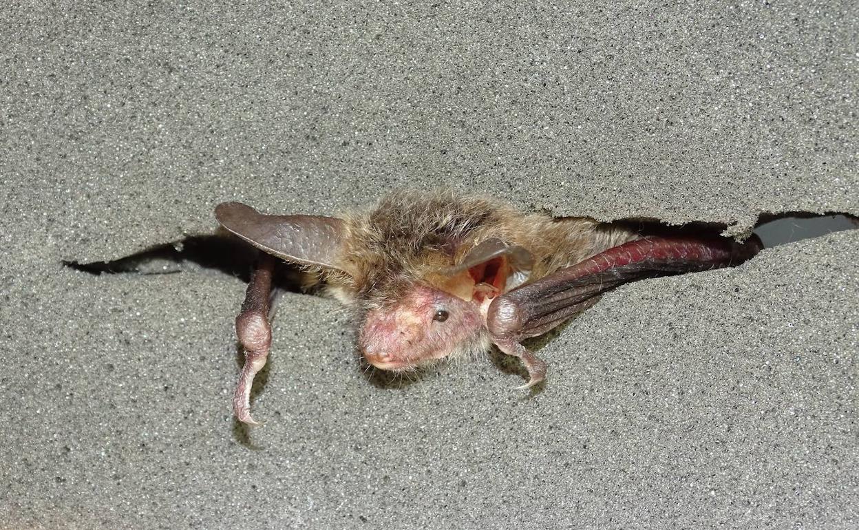 Murciélago ratonero forestal.