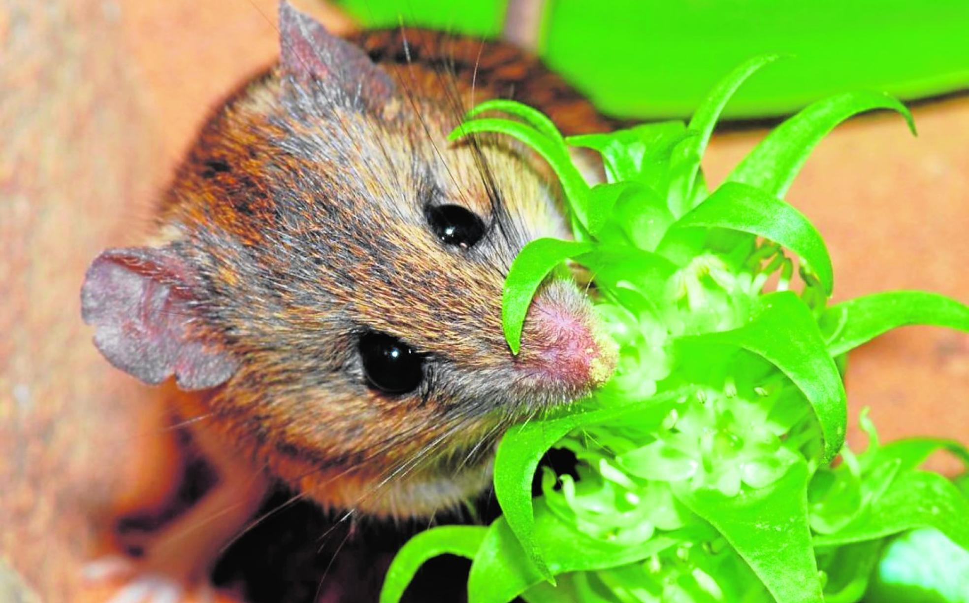 Rata de roca Namaqua,de aspecto similaral ratón fósil hallado en Librilla.