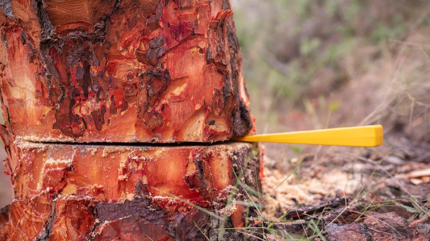 Fotos: El eco de un hacha en el silencio del bosque