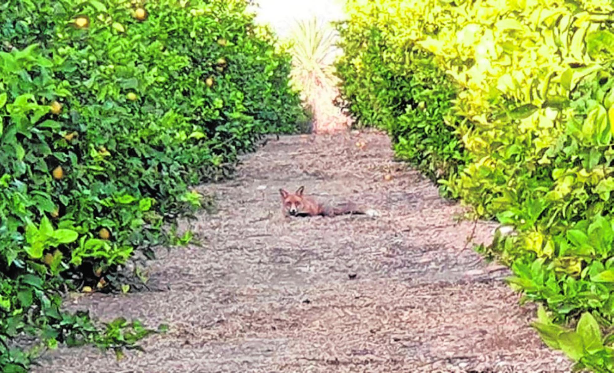 Un zorro descansando entre cítricos. 