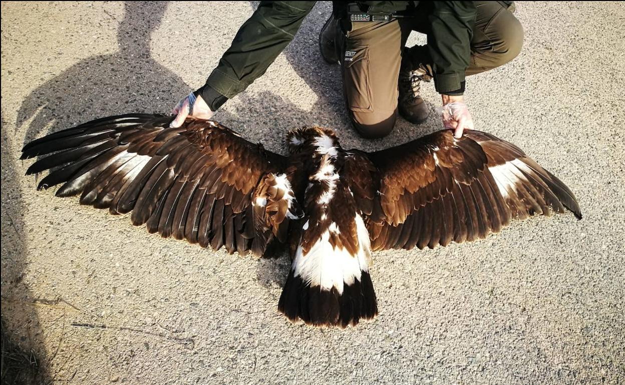 Juvenil de águila real electrocutada en un tendido de alta tensión ubicado en Mula.