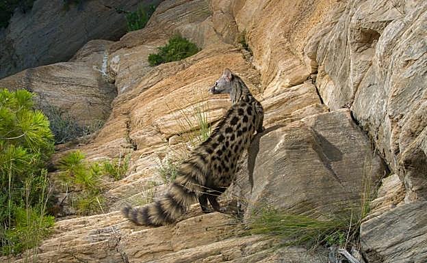 Gineta fotografiada por uno de los investigadores del Proyecto Encebra. 