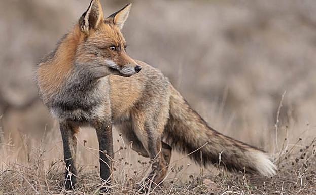 Zorro ('Vulpes vulpes'). 