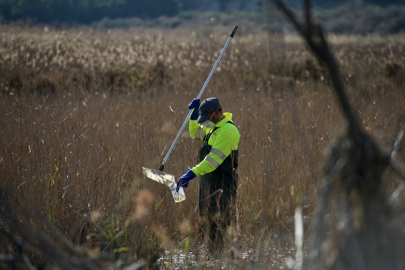 Fotos: La subida de las temperaturas adelanta un mes la fumigación antimosquitos en Murcia