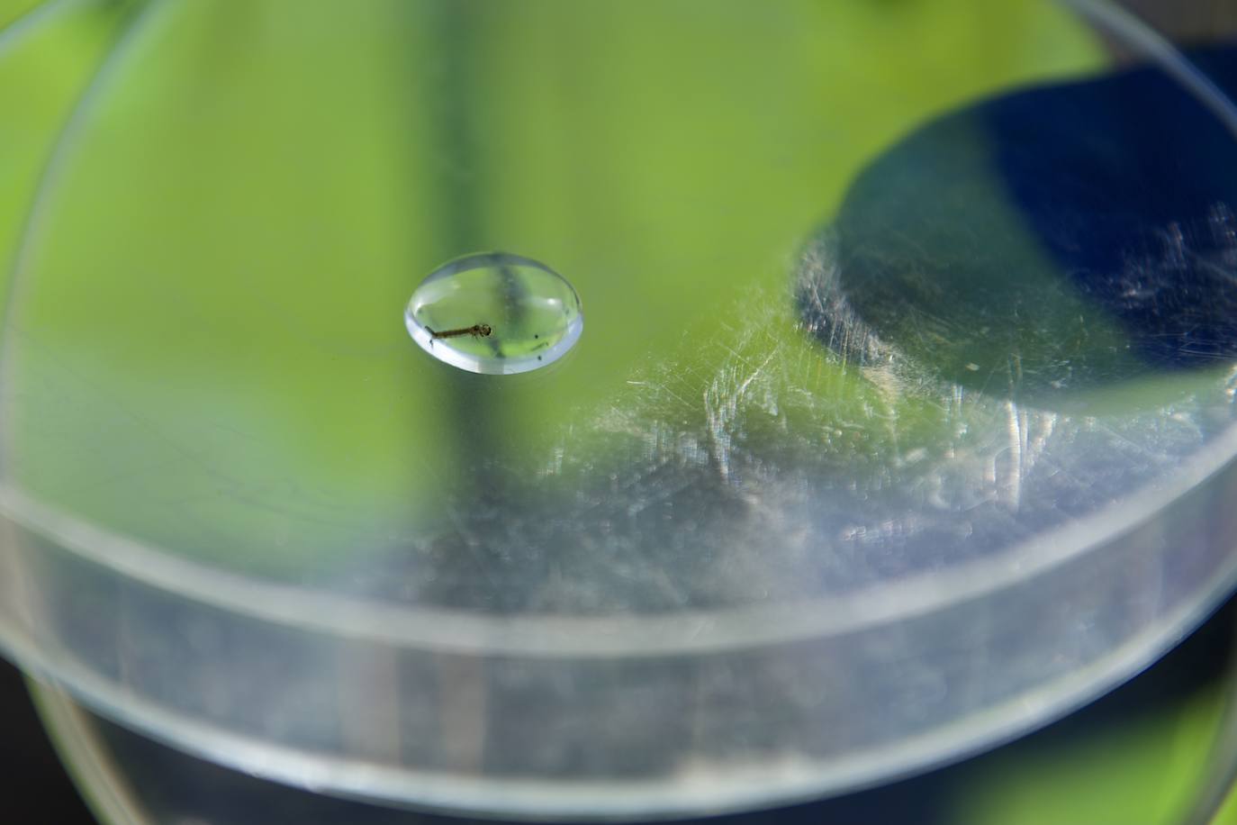 Fotos: La subida de las temperaturas adelanta un mes la fumigación antimosquitos en Murcia