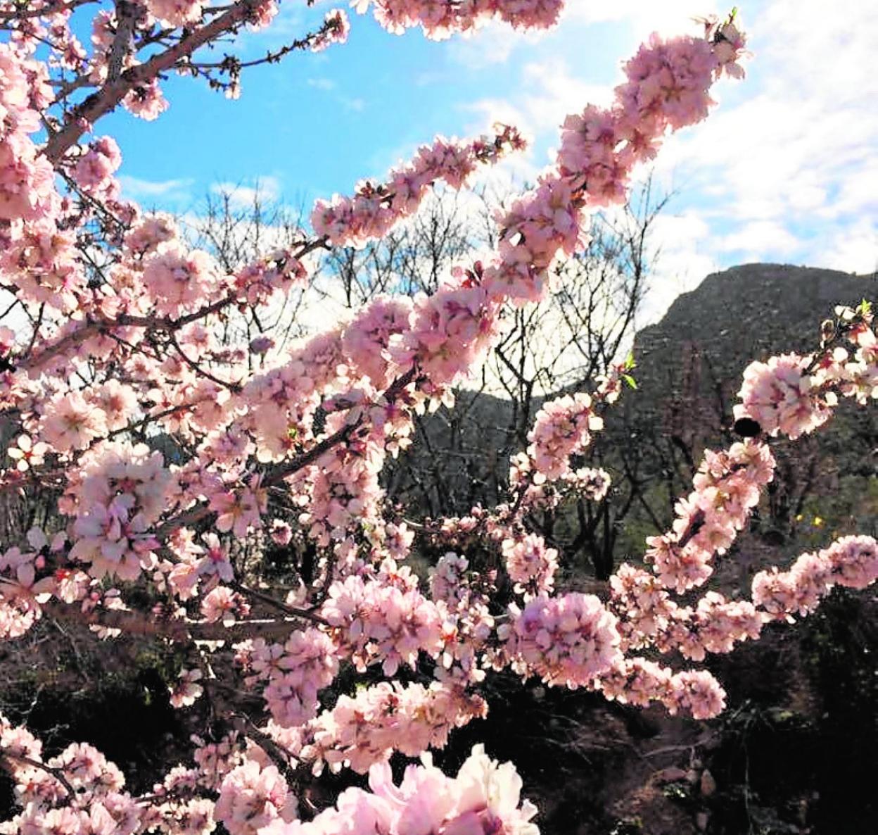 Almendro en flor, que se usó para validar el estudio. 