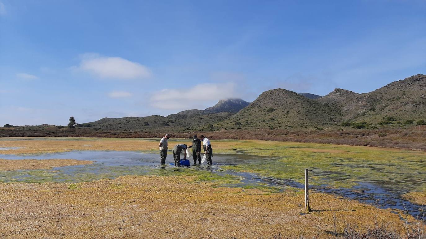 Fotos: 2.000 fartets viajan de La Manga a Calblanque