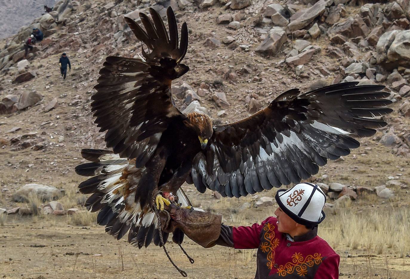 Fotos: Un águila real en busca de su presa