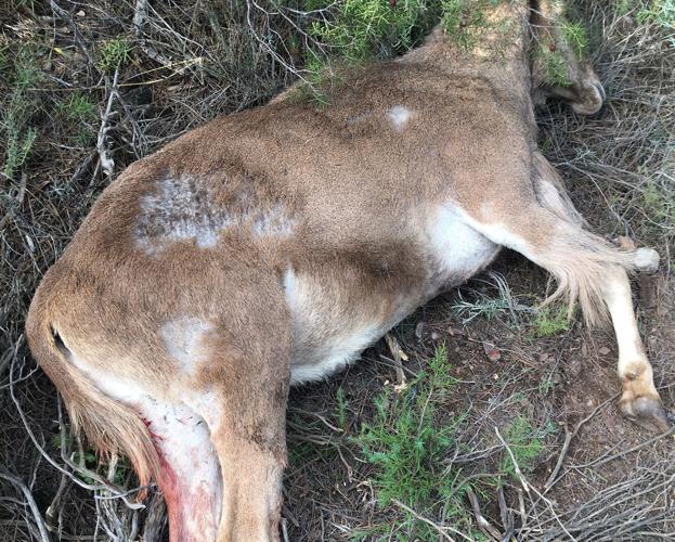 Un ejemplar abatido días atrás por estar infectado por el ácaro. 