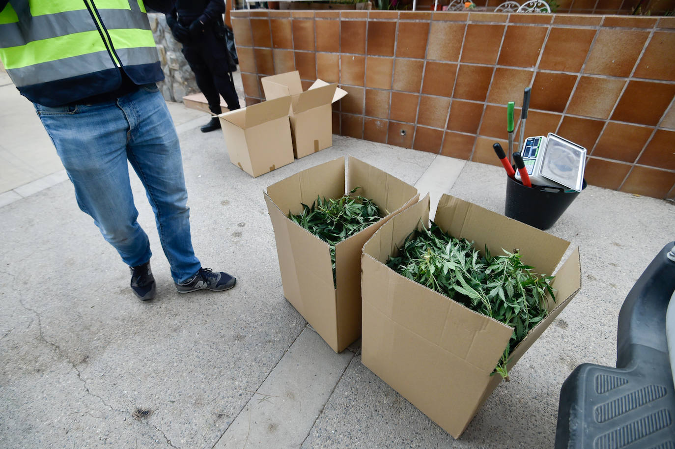 Fotos: Redada en una vivienda de Los Rosales culmina con la incautación de 200 plantas de marihuana