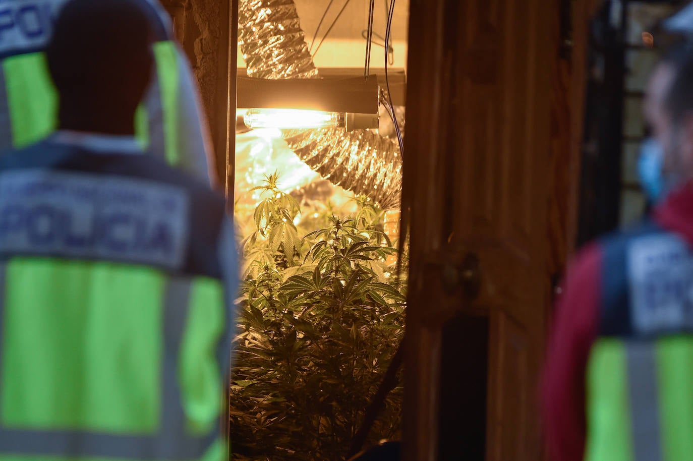 Fotos: Redada en una vivienda de Los Rosales culmina con la incautación de 200 plantas de marihuana