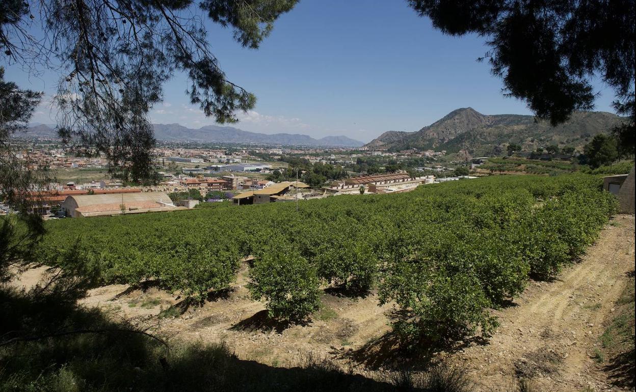 Una finca de limones, en Murcia. 