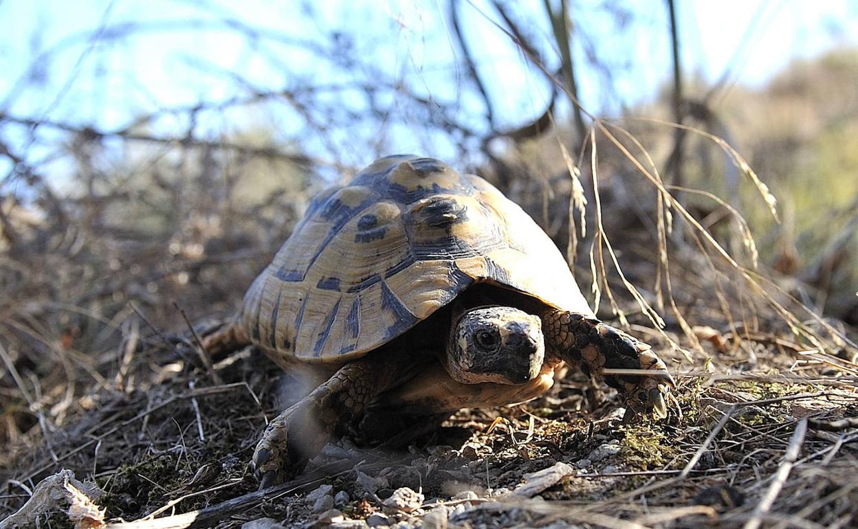 Una tortuga mora en la Sierra de Carrasquilla (Lorca).