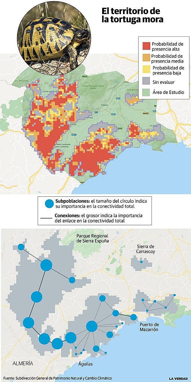 Densidad de población de la tortuga mora en su área de distribución y posibles conexiones del Proyecto Corredor. 