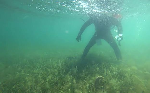 Algunas de las nacras de la nueva colonia de esta especie de bivalvo encontrada en el Mar Menor.