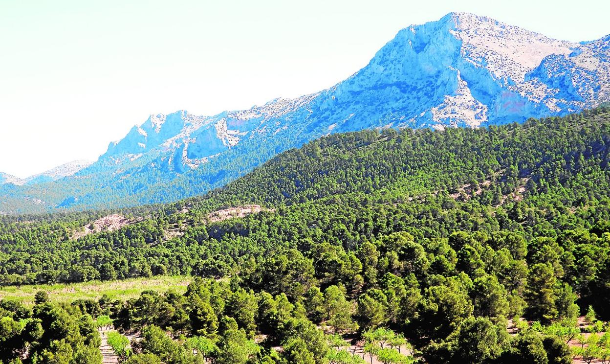 Vista de la umbría de Sierra Espuña, desde Mula. 