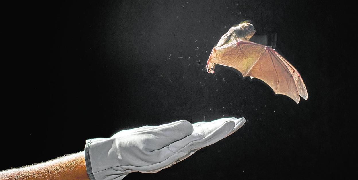 Ejemplar capturado en la Cueva de las Yeseras, en Santomera. 