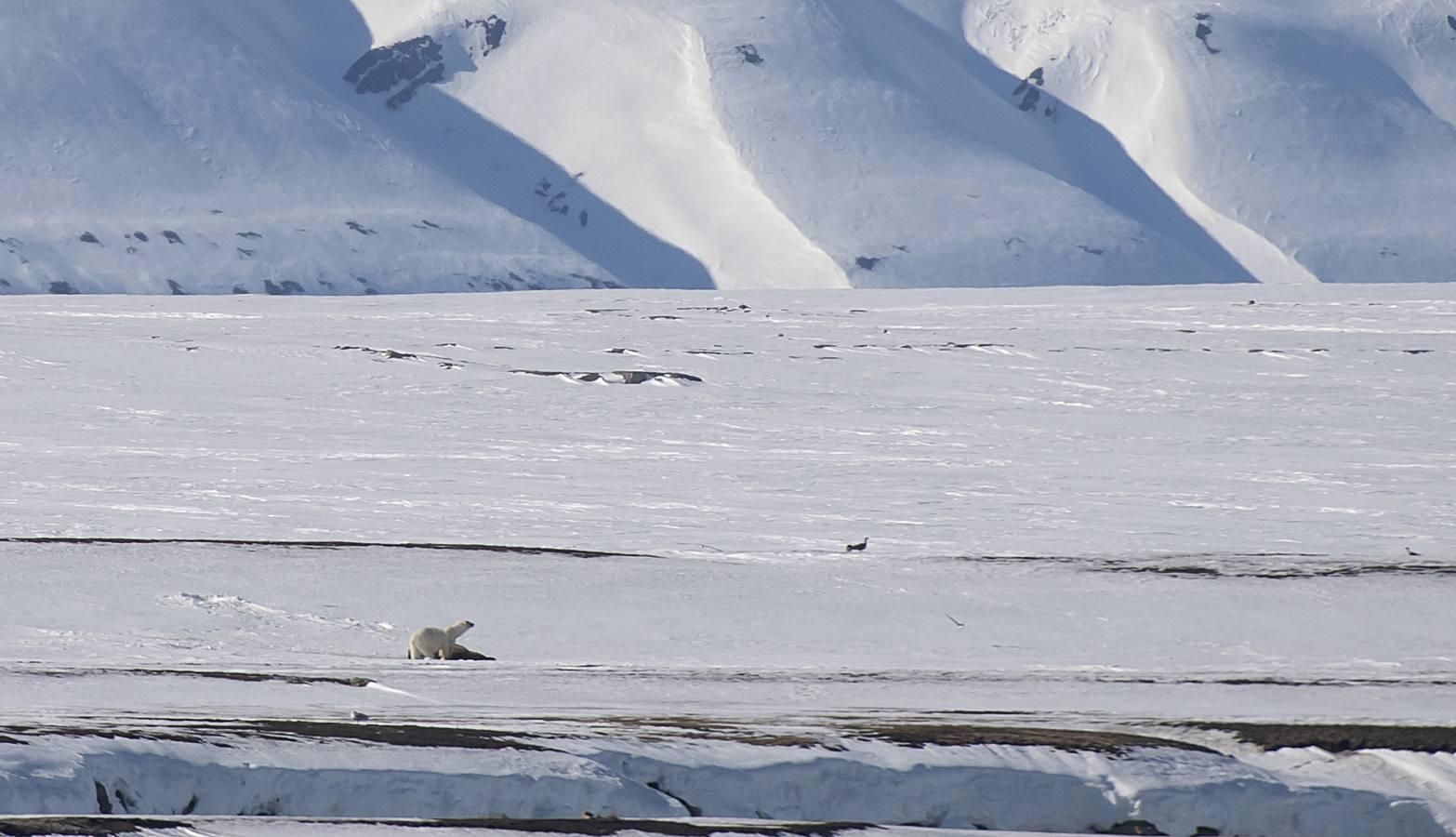 Fotos: Las impresionantes imágenes de naturaleza extrema en la isla de Svalbard