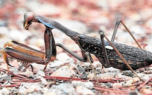 Sphodromantis viridis