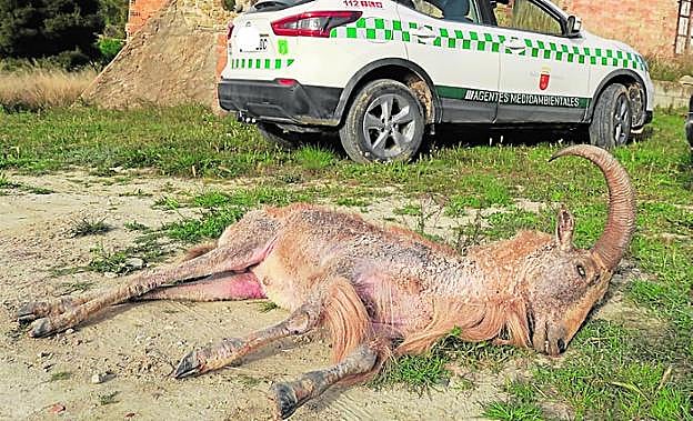 Un ejemplar adulto de arruí, muerto por la plaga. 
