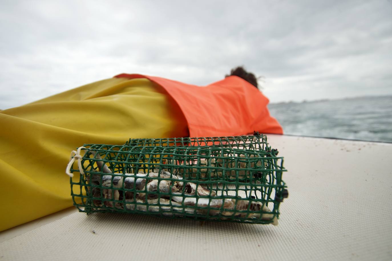 Fotos: Pesca y estudio del cangrejo azul, la especie invasora más temida en el Mar Menor