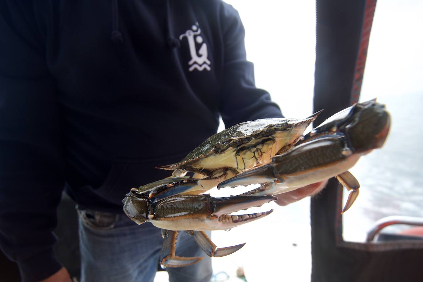 Fotos: Pesca y estudio del cangrejo azul, la especie invasora más temida en el Mar Menor