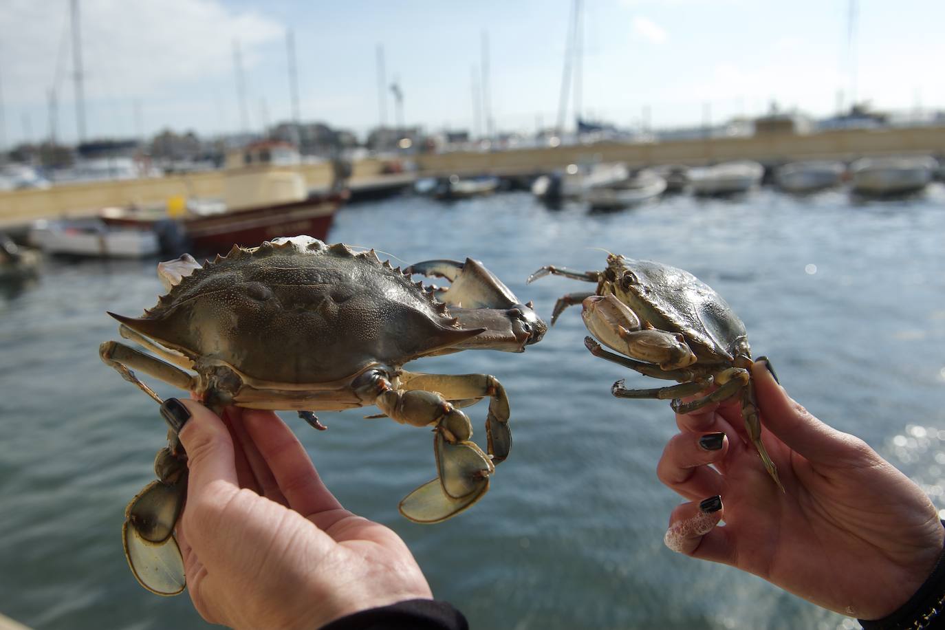 Fotos: Pesca y estudio del cangrejo azul, la especie invasora más temida en el Mar Menor