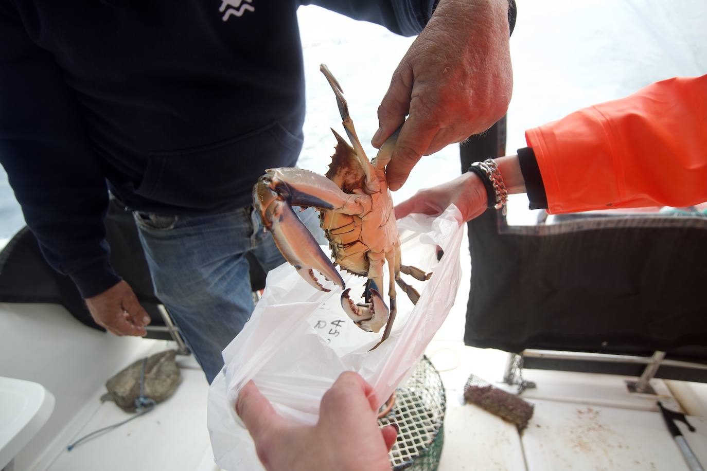 Fotos: Pesca y estudio del cangrejo azul, la especie invasora más temida en el Mar Menor