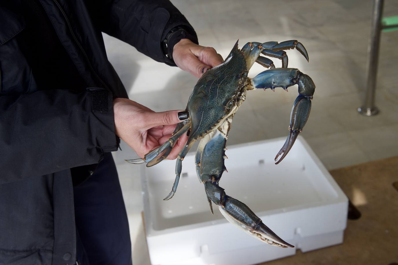 Fotos: Pesca y estudio del cangrejo azul, la especie invasora más temida en el Mar Menor