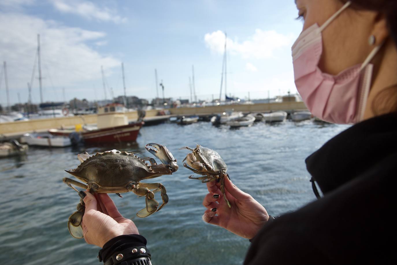 Fotos: Pesca y estudio del cangrejo azul, la especie invasora más temida en el Mar Menor