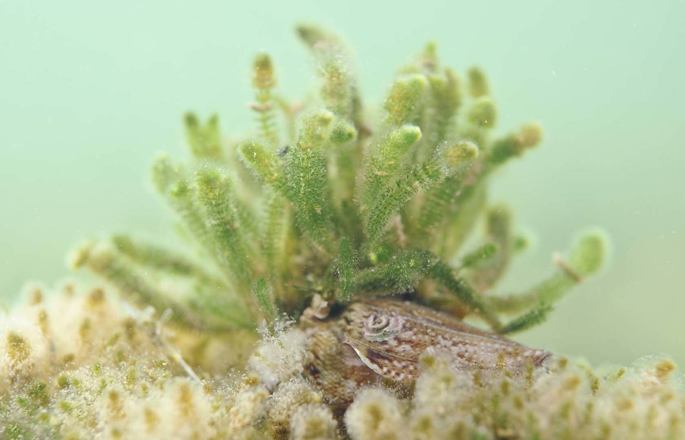 Clavo de mar.