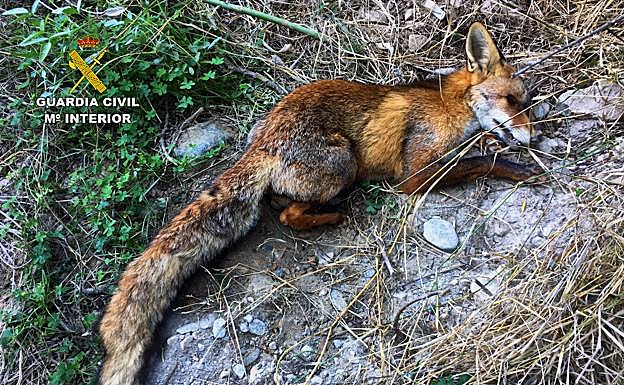 Imagen principal - Investigan a cuatro sospechosos de usar veneno en fincas agrícolas y en un coto de la Región de Murcia