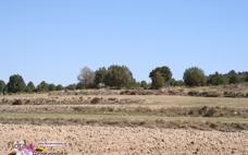 Sabinar de albar del Calar de la Santa