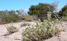 Sabinar de dunas de San Pedro del Pinatar