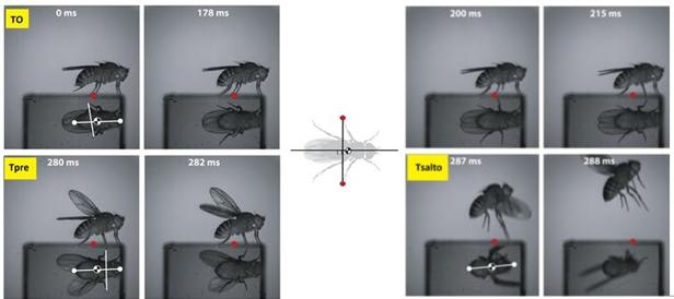 Fuga típica de una Drosophila situada sobre un prisma de vidrio que replica su imagen en ángulo recto. El estímulo que provoca la fuga se acerca por delante de la mosca (lado derecho de las imágenes). Los puntos blancos marcan los puntos de la cabeza y el abdomen utilizados para determinar el centro de masas (círculo blanco y negro) en tres momentos temporales: inicio del estímulo (T0), inmediatamente antes del salto (Tpre), y el momento del despegue después del salto (Tsalto). El punto rojo marca el punto de contacto con la superficie del par de patas mesotoráxicas (las que proporcionan el empuje de despegue) en T0. Las moscas saltan hacia atrás en respuesta a los estímulos que se avecinan frente a ellas y saltan hacia adelante cuando se acercan por detrás. Además, las moscas reposicionan activamente su centro de masas alejándose lejos de la dirección del estímulo que se aproxima. ms: milisegundos transcurridos desde el inicio del estímulo. Modificada a partir de Card y Dickinson (2008).