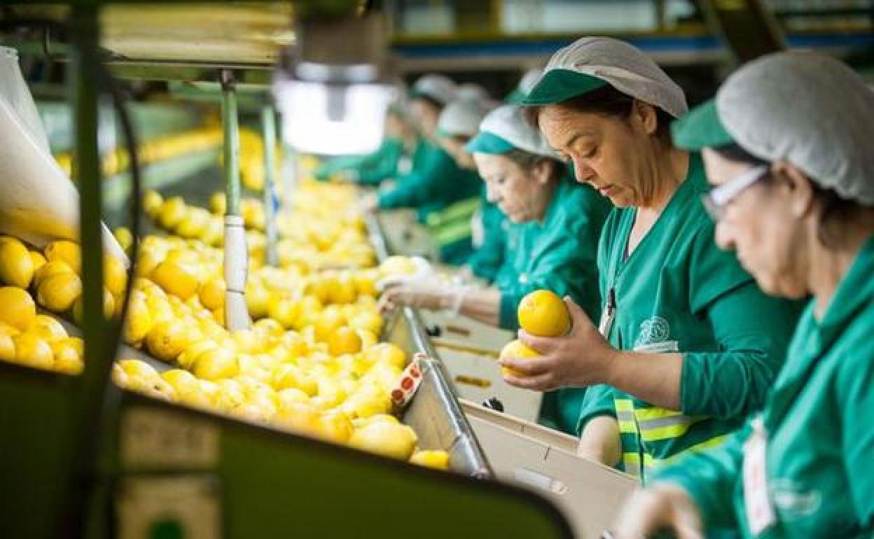 Trabajadoras de G´s España en la planta que la empresa tiene en Torre Pacheco. 